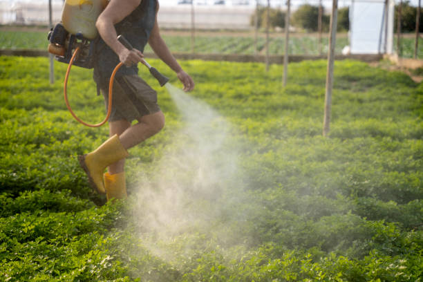 Best Ant Control Services  in Koloa, HI