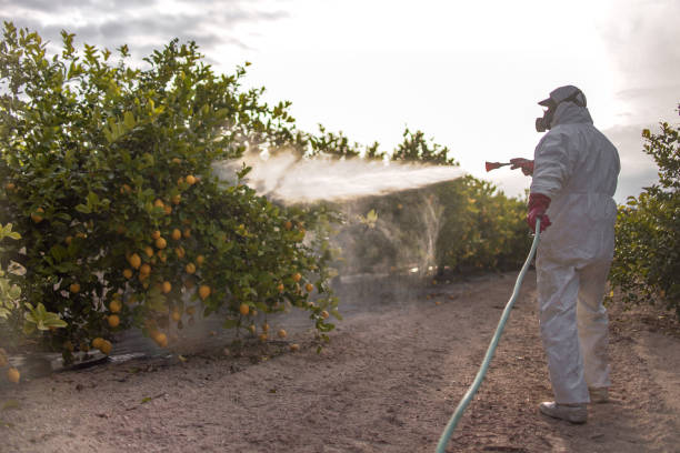 Best Affordable Pest Control Services  in Koloa, HI