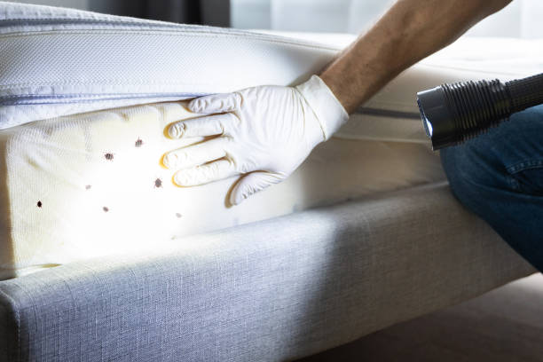 Best Cockroach Control Services  in Koloa, HI