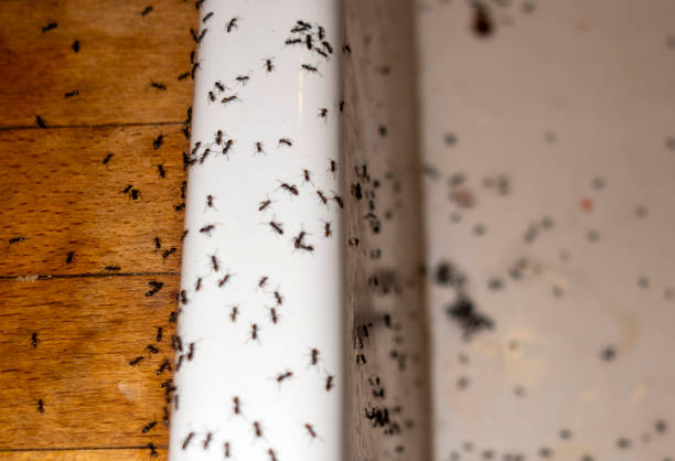 Pest Prevention Services in Koloa, HI